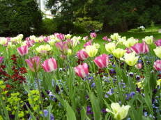 Tulpen im Hermannshof Weinheim