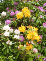 Rhododendren - Rhododendron species