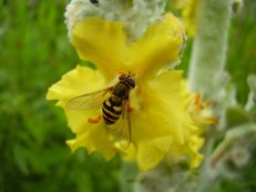 Schwebfliege auf Königskerze