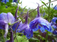 Rittersporn - Delphinium species