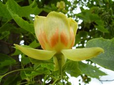 Vorschau: P6210074_Amerikanischer_Tulpenbaum__Liriodendron_tulipifera_g