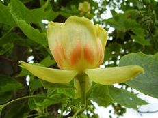 Amerikanischer Tulpenbaum - Liriodendron tulipifera