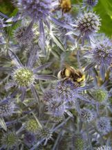 Flachblatt-Mannstreu - Eryngium planum