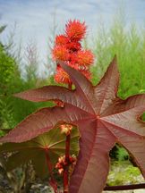 Wunderbaum - Ricinus communis