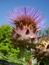 Artischocke - Cynara scolymus