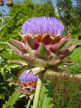 Artischocke - Cynara scolymus