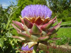 Artischocke - Cynara scolymus