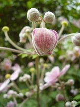 Knospe der Herbst-Anemone