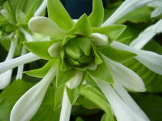 Funkie - Hosta