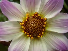 Vorschau: P8200049_Mignon-Dahlie__Dahlia_x_hortensis_mignon_g