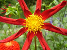 Dahlie - Dahlia ‘Honka Red’