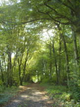 Vorschau: PA110027_Auf_dem_Weg_nach_Langenzell_g