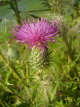 Gewöhnliche Kratzdistel - Cirsium vulgare