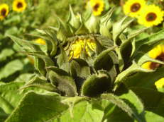 Vorschau: PA110054_Sonnenblumenknospe__Helianthus_annuus_g