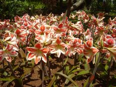 Ritterstern (Amaryllis) - Hippeastrum species