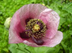 Schlafmohn - Papaver somniferum