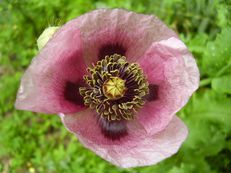 Schlafmohn - Papaver somniferum