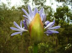 Schmucklilie - Agapanthus praecox