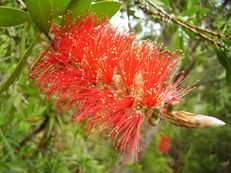 Vorschau: P4230352_Zylinderputzer__Callistemon_species_g