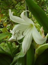 Hakenlilie - Crinum jagus