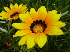 Vorschau: P4240535_Mittagsgold__Gazania_rigens_g