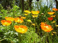 Island-Mohn - Papaver nudicaule