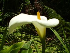 Gewöhnliche Calla - Zantedeschia aethiopica