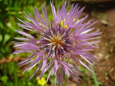 Flockenblume - Centaurea species