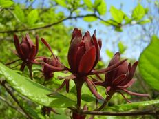 Echter Gewürzstrauch - Calycanthus floridus