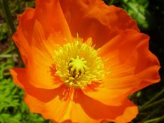 Island-Mohn - Papaver nudicaule