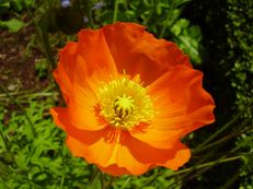 Island-Mohn - Papaver nudicaule