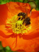 Biene auf Island-Mohn