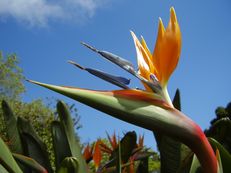 Paradiesvogelblume (Königs-Strelitzie) - Strelitzia reginae