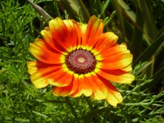 Bunte Wucherblume - Chrysanthemum carinatum