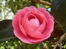 Vorschau: P4250860_Kamelie__Camellia_japonica_g
