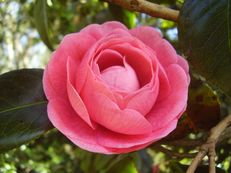 Vorschau: P4250860_Kamelie__Camellia_japonica_g