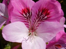 Duftpelargonie - Pelargonium graveolens