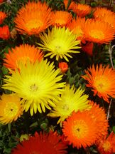 Mittagsblumen - Mesembryanthemum glaucoides