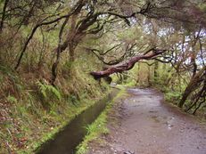 Rabaçal, Madeira