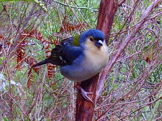 Madeira-Buchfink - Fringilla coelebs maderensis