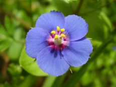 Blauer Acker-Gauchheil - Anagallis arvensis f. azurea