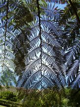 Baumfarn - Cyathea species