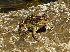 Frosch