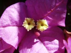 Bougainvillea ‘Spectator’