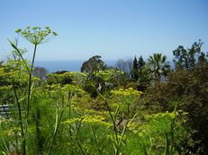 Fenchel - Foeniculum vulgare