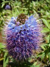 Madeira-Natternkopf - Echium candicans