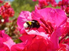 Hummel mit Bougainvillea spectabilis