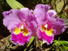 Vorschau: P5020162_Cattleya-Orchidee__Cattleya_species_g