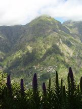 Madeira-Natternkopf, Curral das Freiras