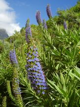 Madeira-Natternkopf - Echium candicans